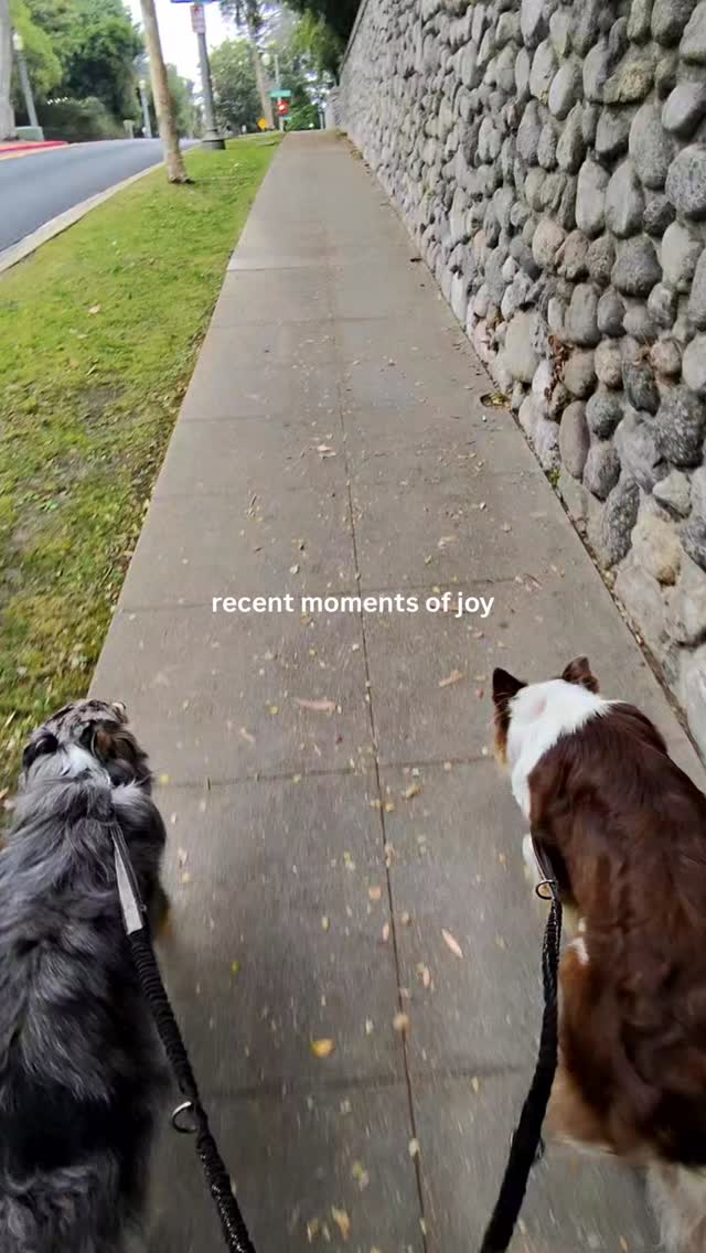 Here are little moments in my life that recently brought me joy. Seeing goats close up in Pasadena along Arroyo Seco was definitely memorable and they left me in awe! So happy that goats were brought in for wildfire prevention efforts and to clean up brush. Also, I started reading the new expanded version of Miracle Morning because I implemented this practice before and want to return to it.